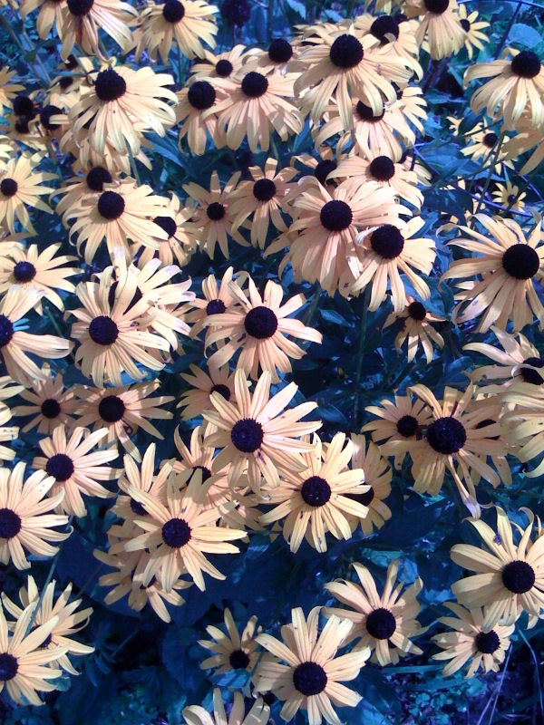wallpaper flowers images. iPhone Wallpaper: Flowers
